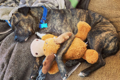 1_Dogs_15