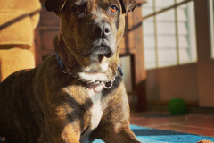 1_Dogs_16