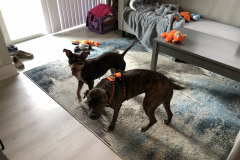 Dogs_11