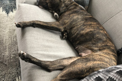 Dogs_12
