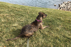 Dogs_17