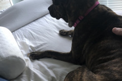 Dogs_18