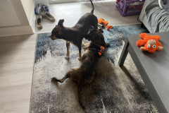 Dogs_19