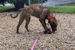 Dogs_192