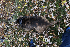 Dogs_20