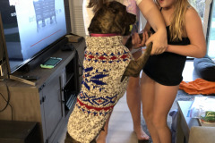Dogs_21
