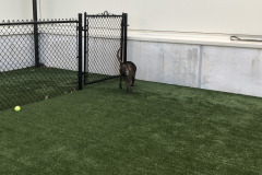 Dogs_22