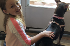 Dogs_23