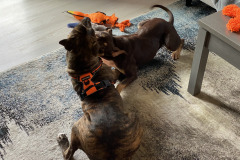 Dogs_26