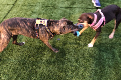 Dogs_27