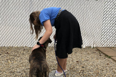 Dogs_28