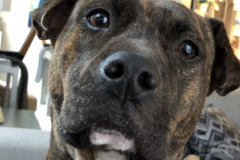 Dogs_3