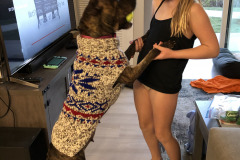 Dogs_31