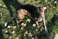 Dogs_33