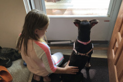 Dogs_34