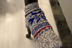 Dogs_35