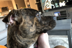 Dogs_36