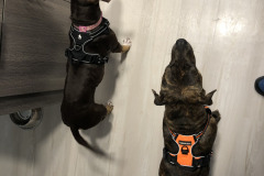 Dogs_37