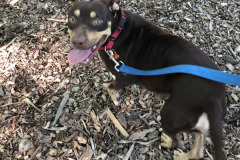 Dogs_38