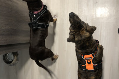 Dogs_39