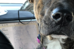 Dogs_43