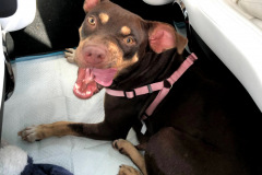 Dogs_435