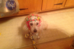Dogs_436