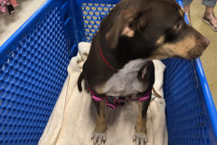 Dogs_44