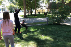 Dogs_447