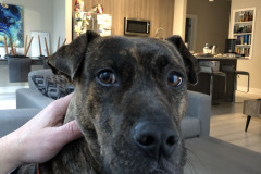 Dogs_45