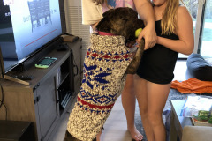 Dogs_47
