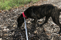 Dogs_49