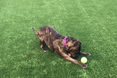 Dogs_509