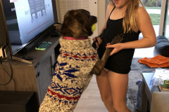 Dogs_51