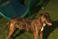 Dogs_514