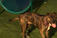 Dogs_516