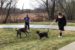 Dogs_575
