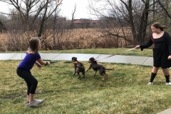 Dogs_576