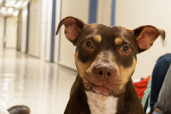 Dogs_674
