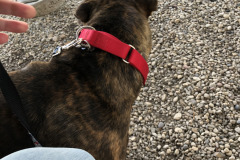 Dogs_7