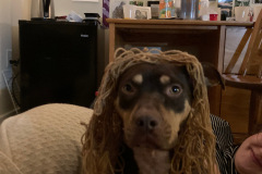 Dogs_710