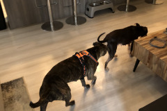 Dogs_8