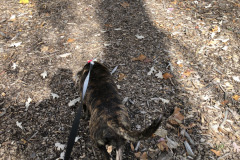 Dogs_9